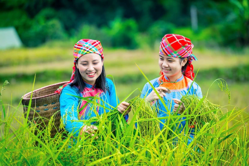 new rice offering festival sapa ethnic group