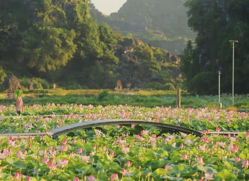 lotus a ninh binh