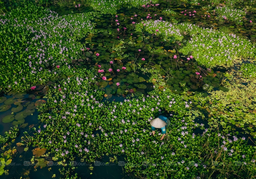 tam coc with lotus