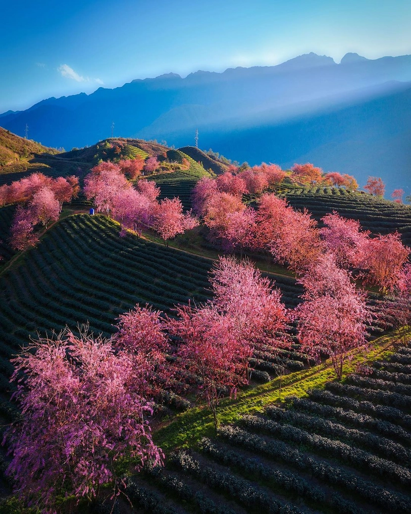 sapa in spring