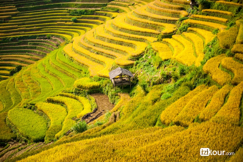 northwest vietnam terrace field