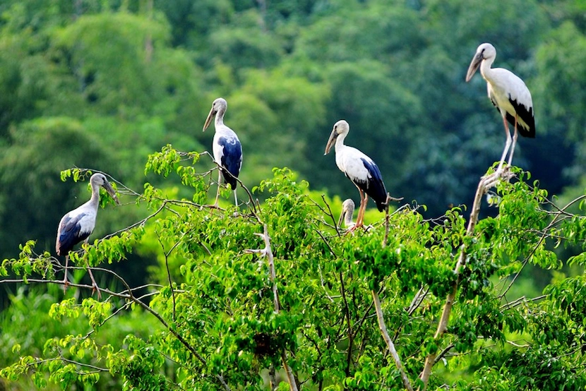 parc des oiseau de thung nham ninh binh