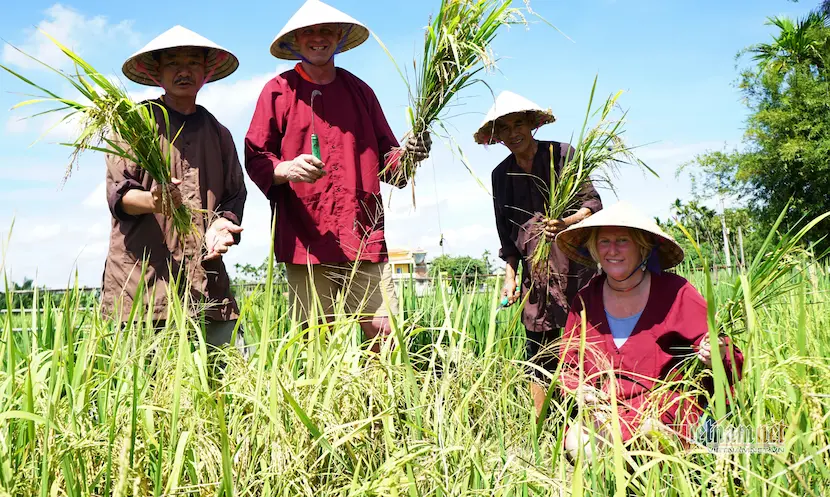 harvesting in hoi an rice field