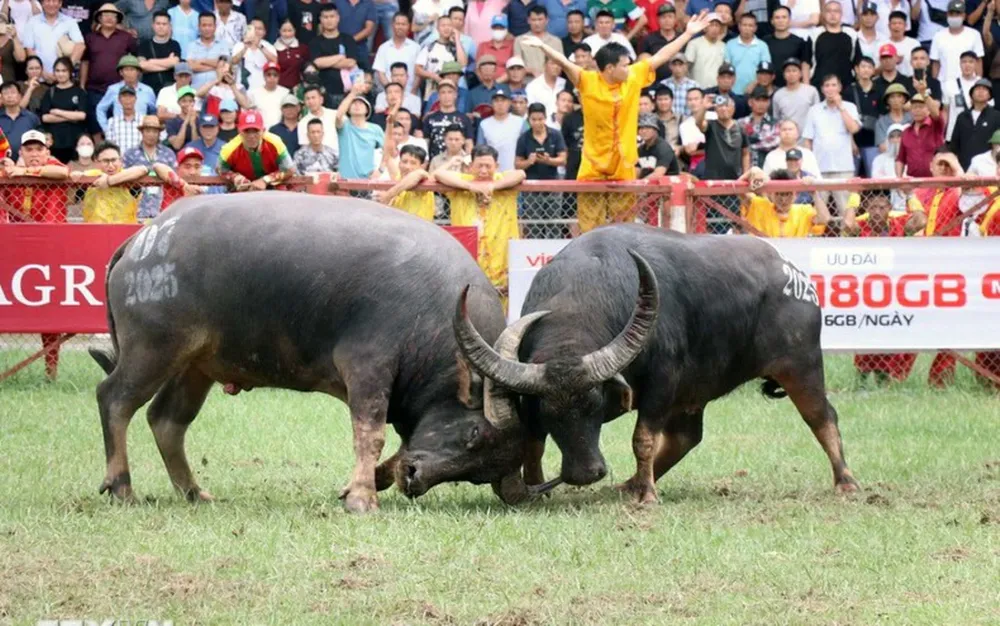 Chọi tr&acirc;u/ Chọi g&agrave; - juego ritual tradicional vietnamita