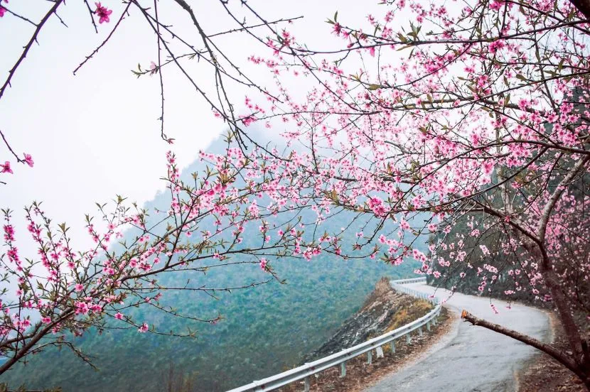 peach blossom ha giang vietnam in january