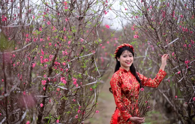 peach-blossom-tet-vietnam.webp