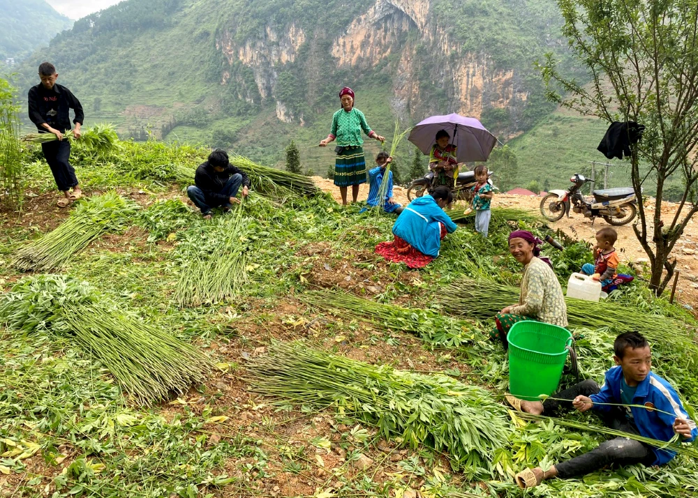 Harvest flax plants to obtain fibers for making fabric