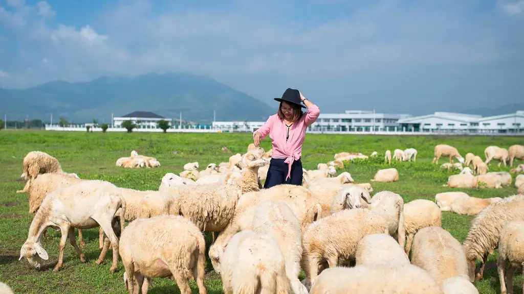 places to visit in vung tau sheep field