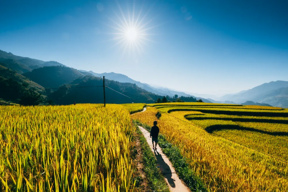 Vietnamese rice field symbol of agriculture culture