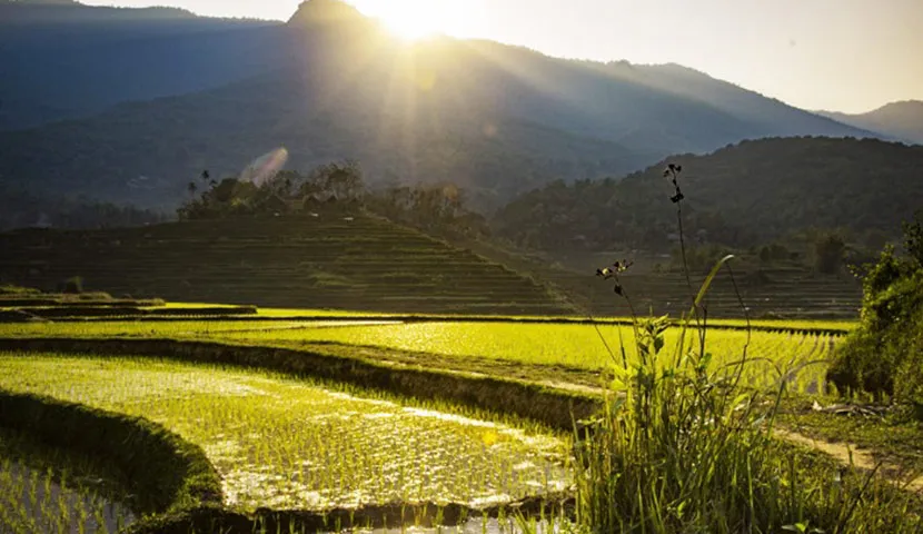 campo di riso terrazzato pu luong