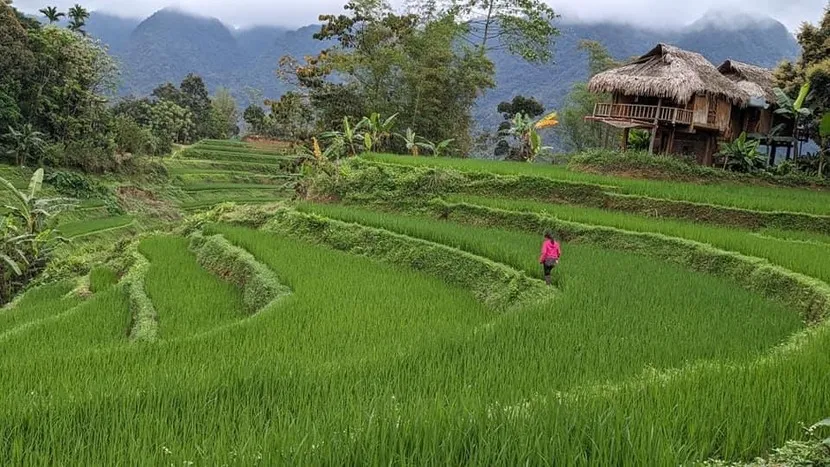 Rice field april