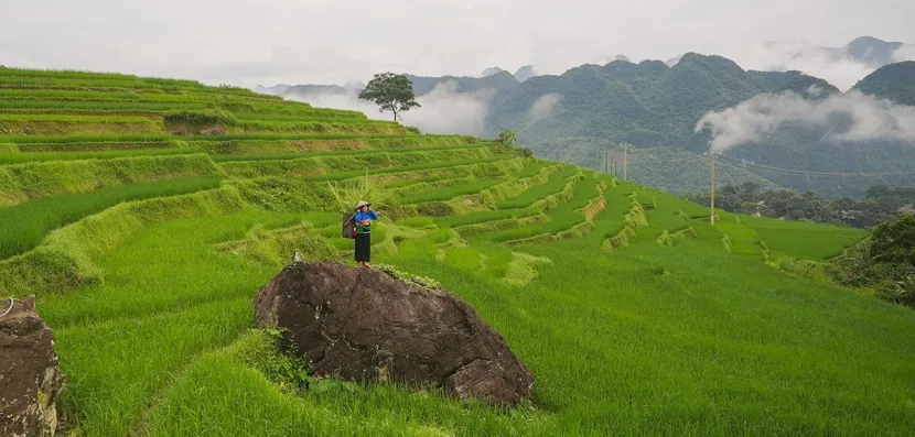 rizières en terrasses vietnam pu luong