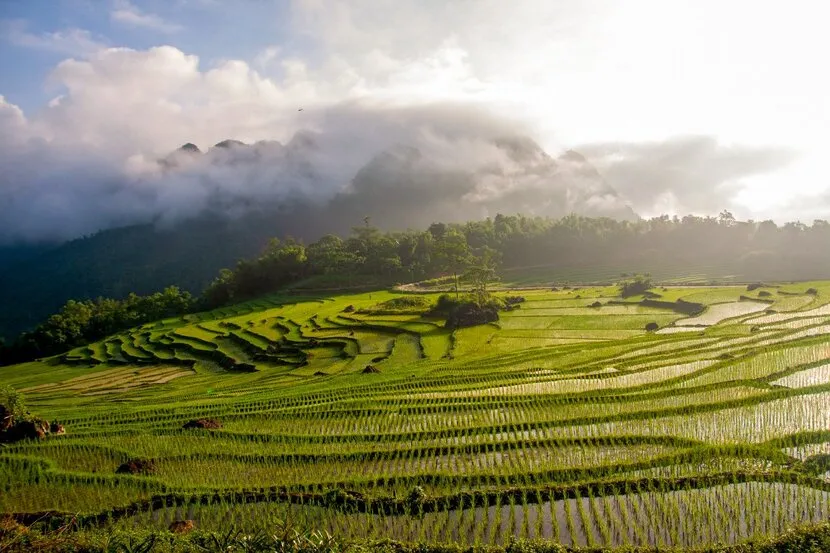 rizières en terrasses de pu luong
