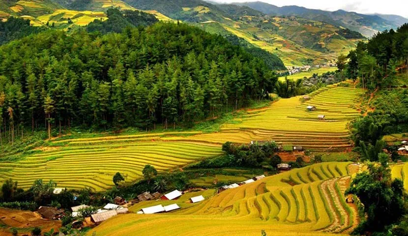 pu luong rice season