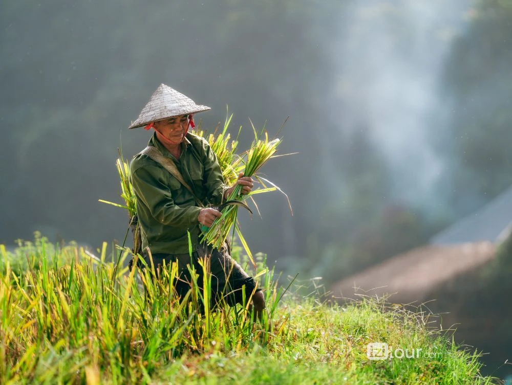 pu luong harvest season photo tour