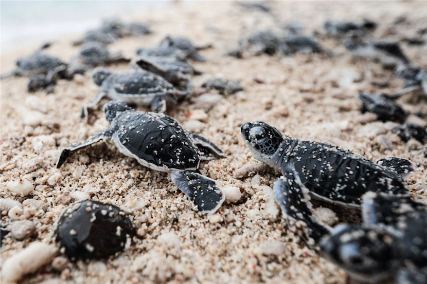 saison de reproduction des tortues de mer de con dao