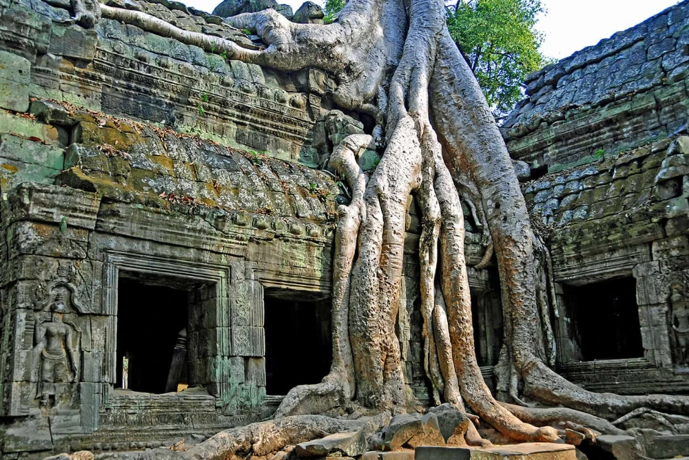 The iconic 'Tomb Raider tree' at Ta Prohm with massive silk-cotton roots cascading over ruins