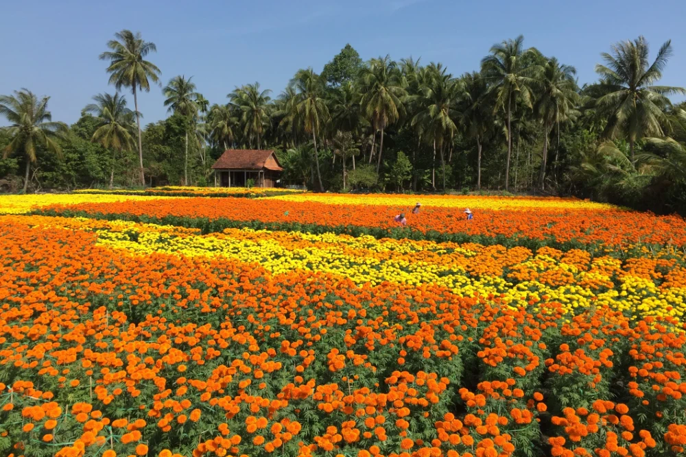 Vibrant flower gardens on raised platforms above water in Sa Dec Mekong Delta