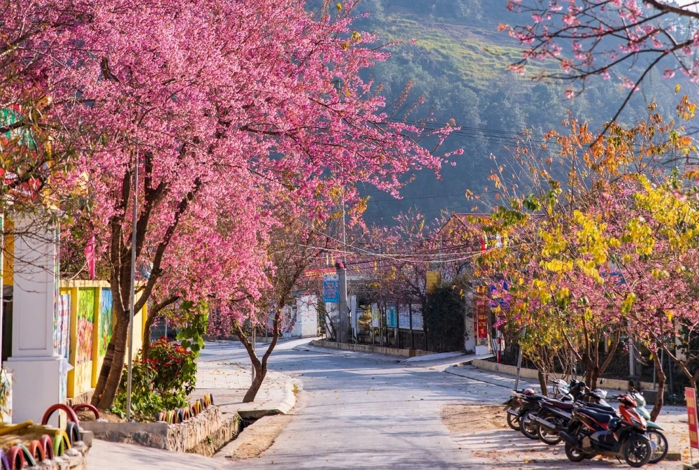 la saison des fleurs en f&eacute;vrier &agrave; Ha Giang