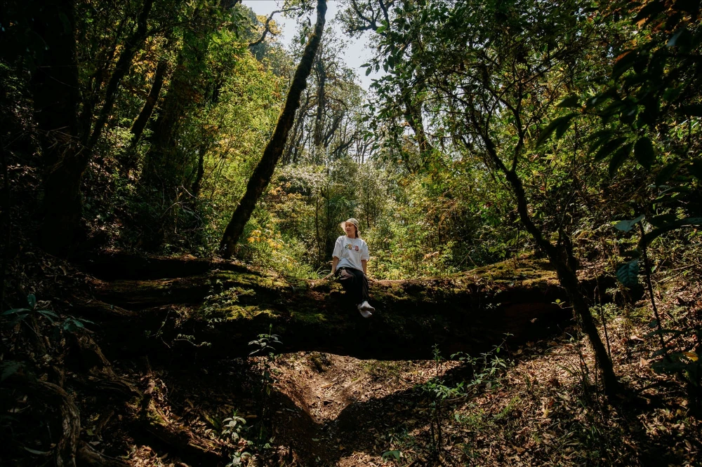 Sentier de randonn&eacute;e &agrave; travers la for&ecirc;t de Tay Con Linh