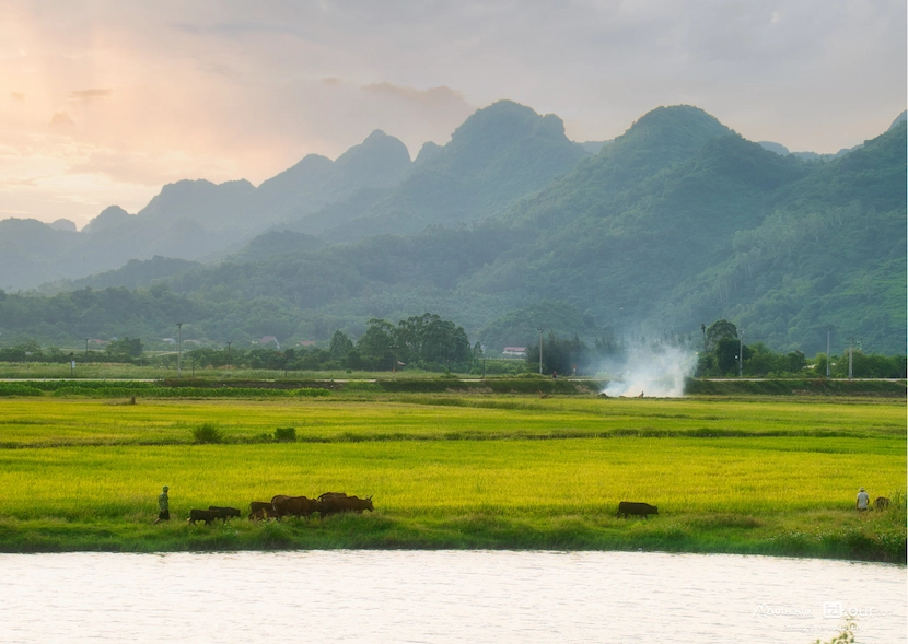 reserve naturelle van long a tam coc ninh binh