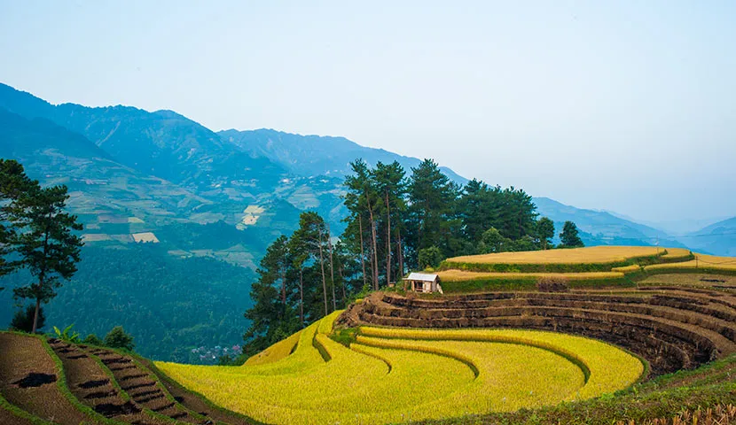 the rice field terrace in the northwest vietnam