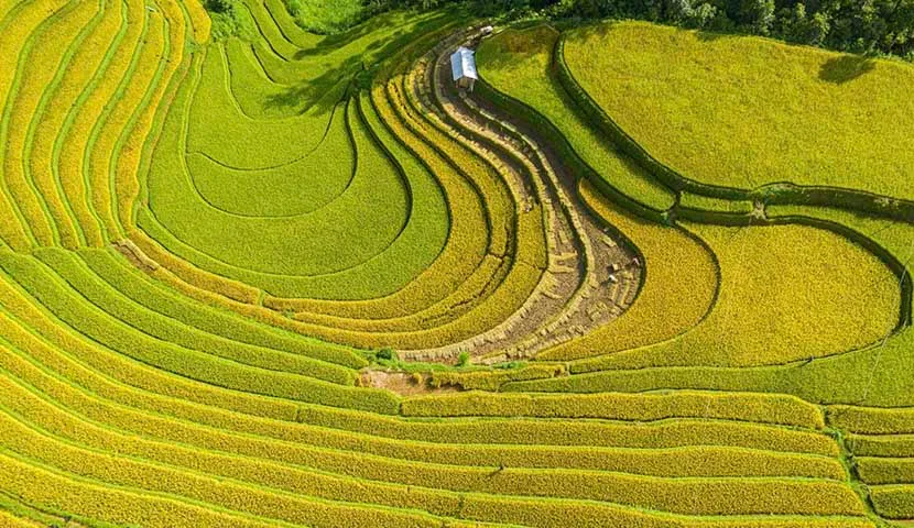 rice field terraced in mu cang chai 