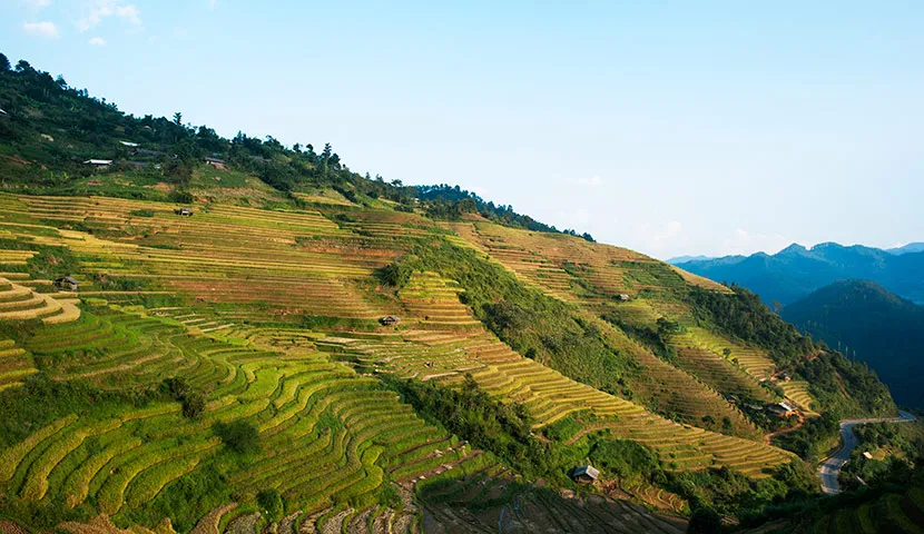 terraced rice field in mu cang chai
