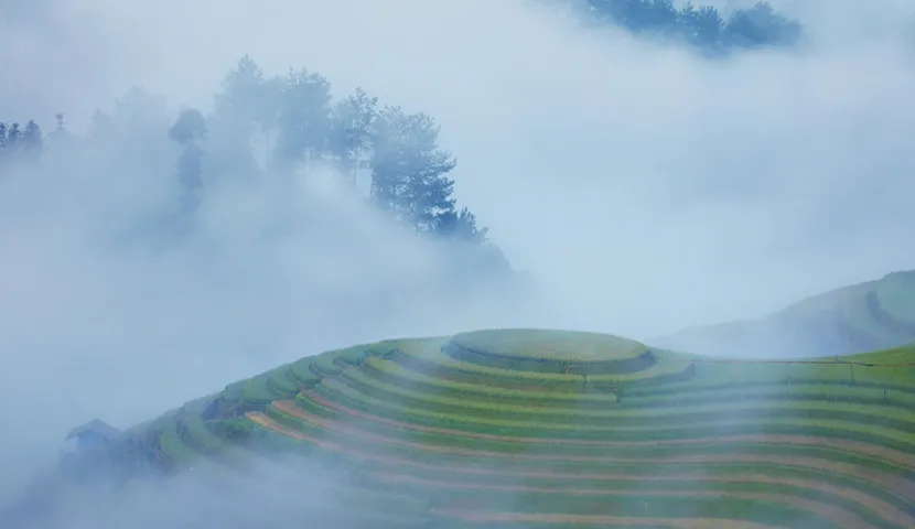 rice field terrace in the northwest vietnam
