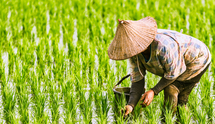 how to grow rice in vietnam
