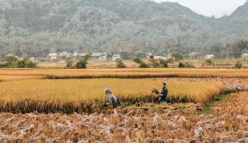 rice harvesting in mai chau