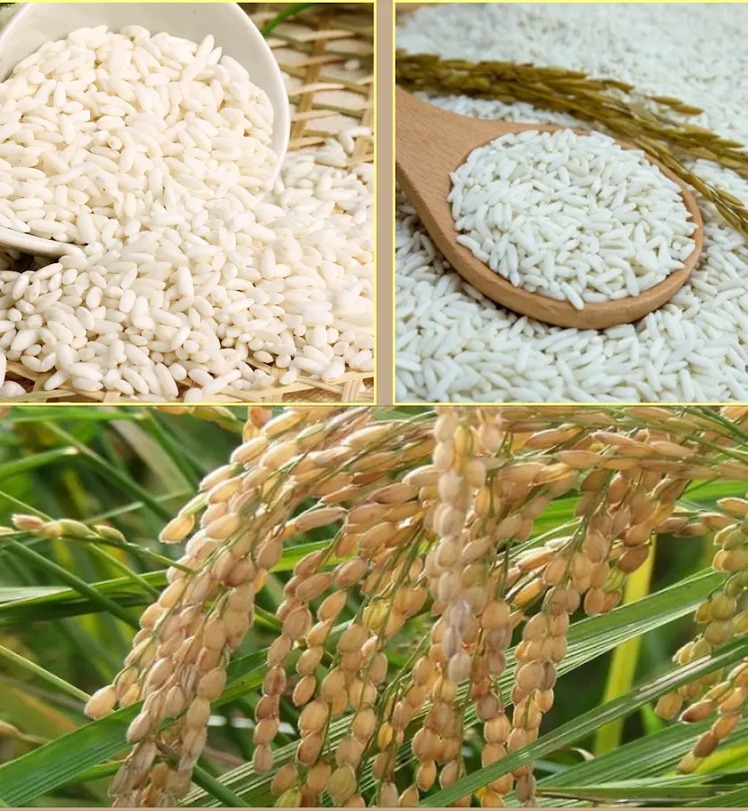arroz glutinoso pegajoso vietnamita