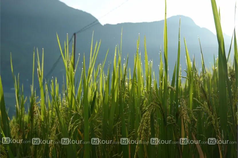 riziere au vietnam