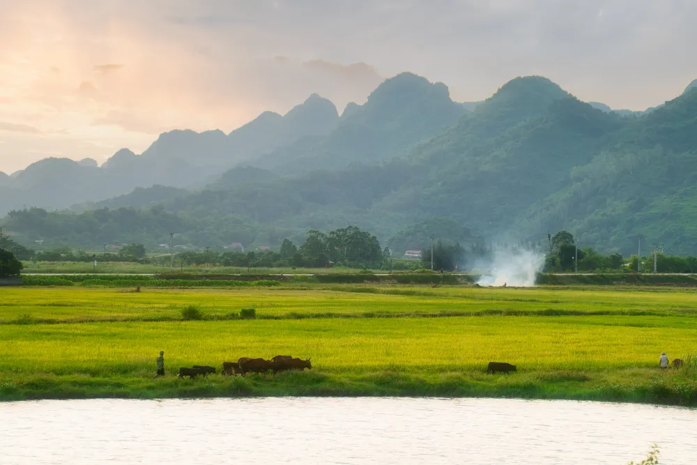 plante de riz au Vietnam