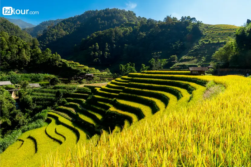 Risaia in Vietnam, Mu Cang Chai