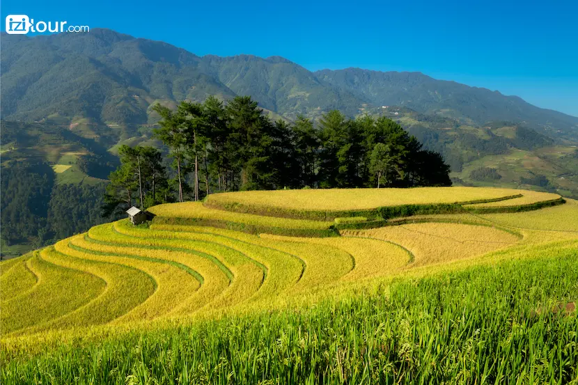 Campi terrazzati di riso a Mu Cang Chai, Vietnam