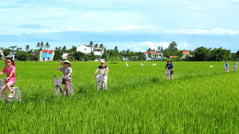 hoi an cycling tour through rice paddies