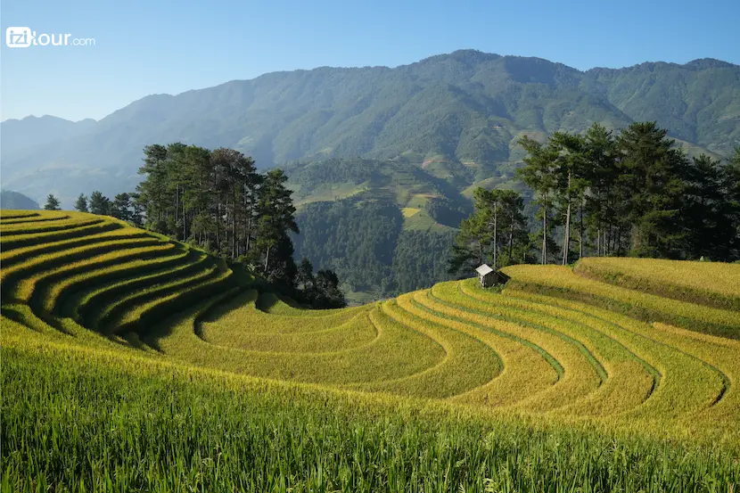 riziere mu cang chai