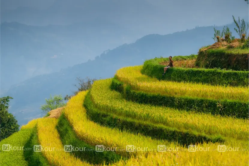 Campo di riso di Mu Cang Chai nella stagione dorata