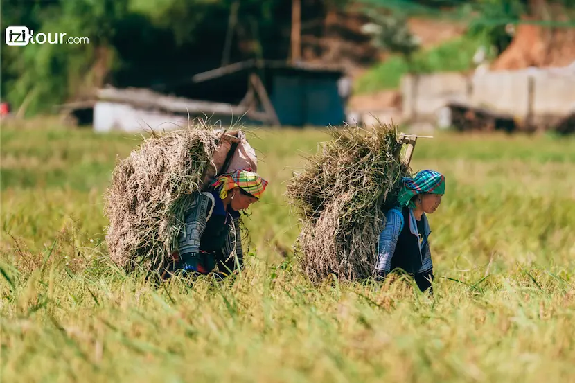 Terrazze di riso Vietnam Mu Cang Chai