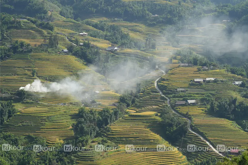 riziere au vietnam y linh ho
