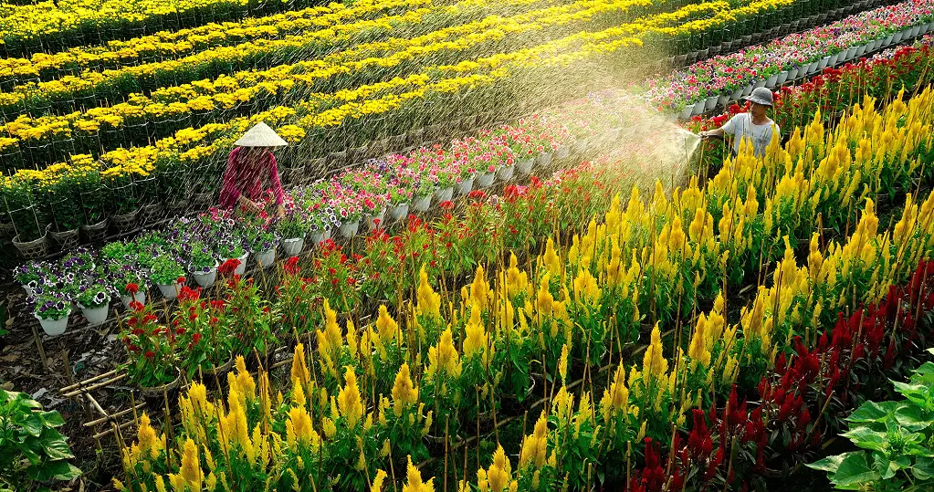 sa dec villaggio dei fiori vietnamita