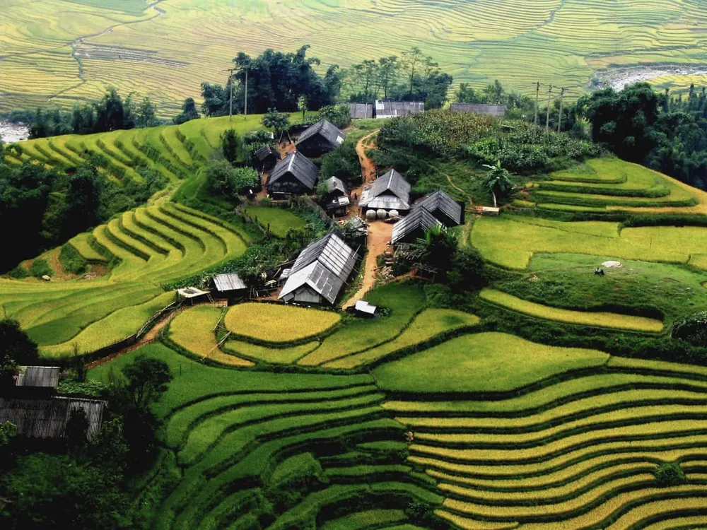 ta phin sapa rice field