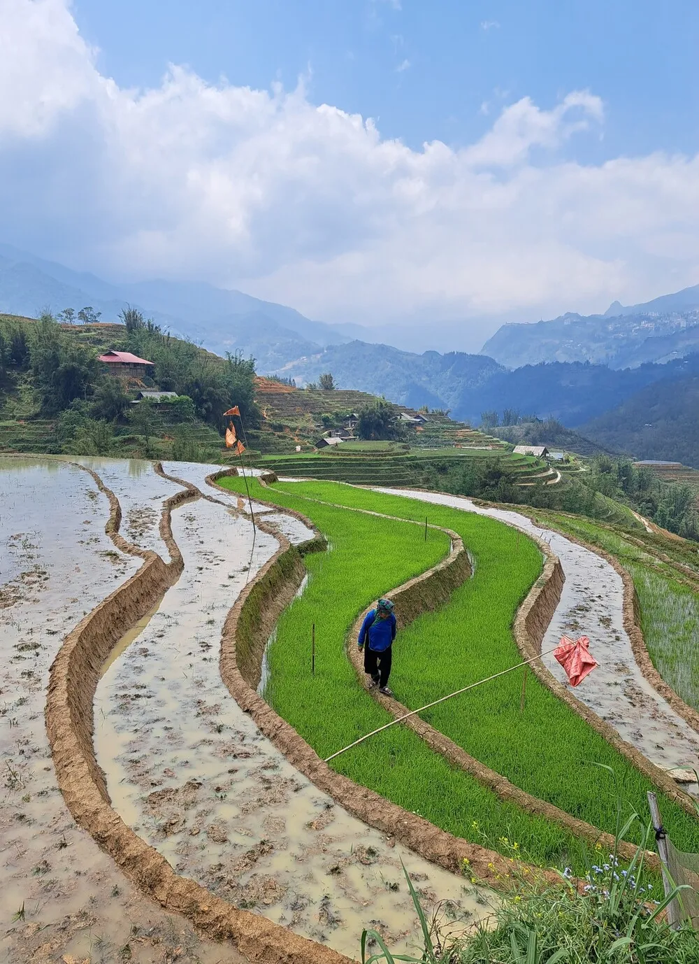 campi terrazzati di riso sapa