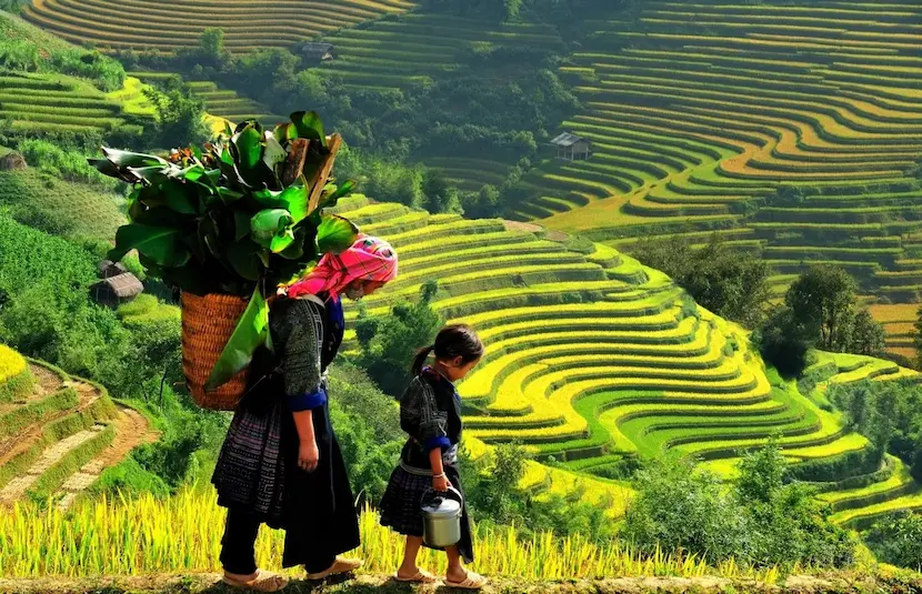 beautiful rice ladder in sapa