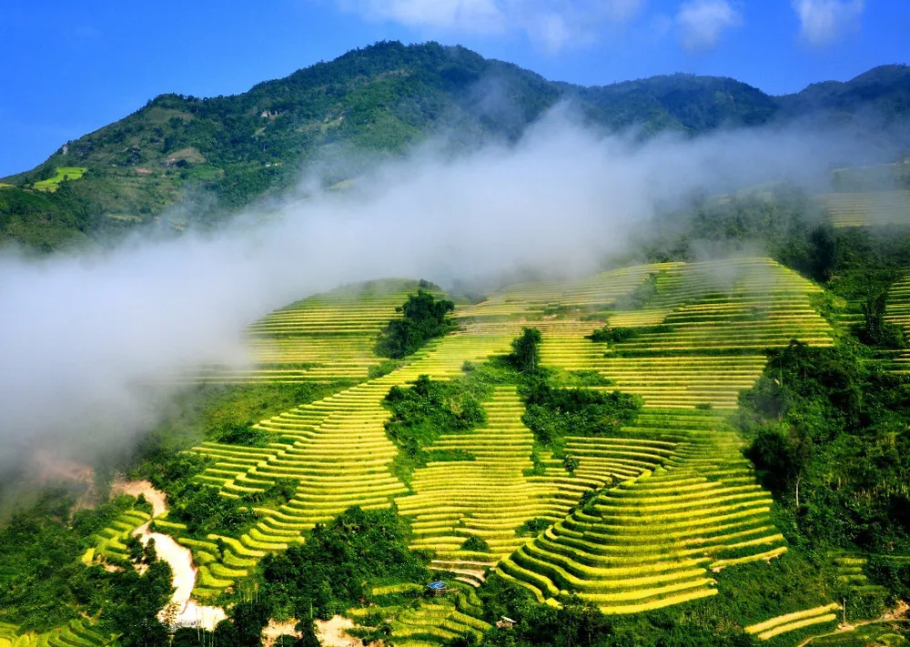 terraced rice fields lush green mountains Vietnam