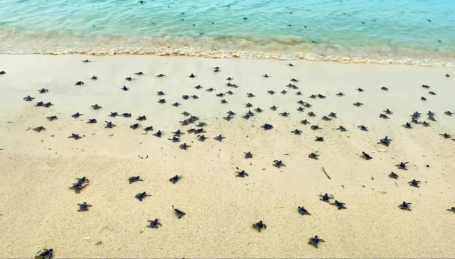 sea turtle breeding in con dao