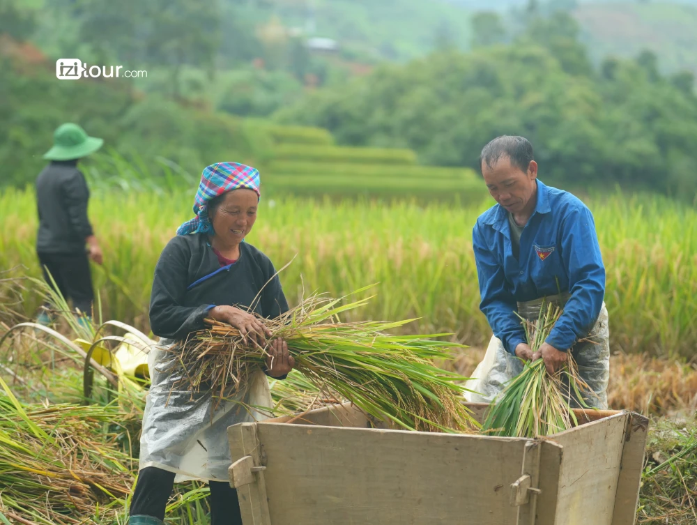 Personas trabajando en los arrozales de Vietnam.
