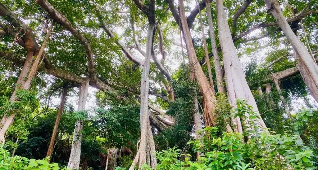 son tra peninsula banyan tree