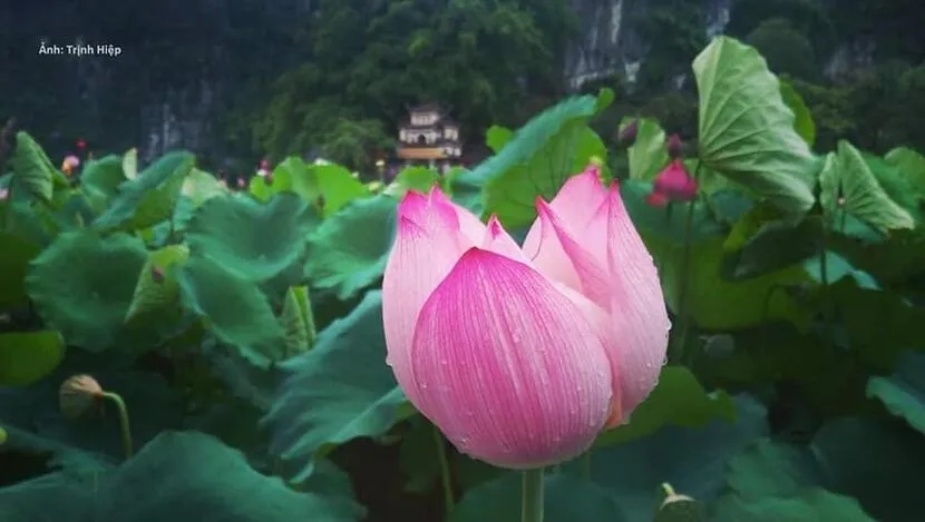 stagione fiore loto ninh binh 1